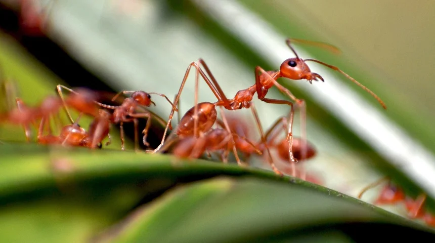 ant control castle rock