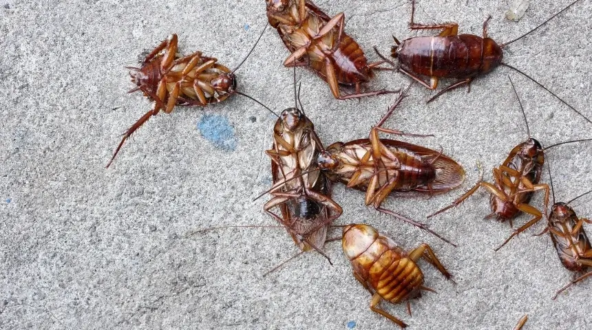 cockroach control castle rock