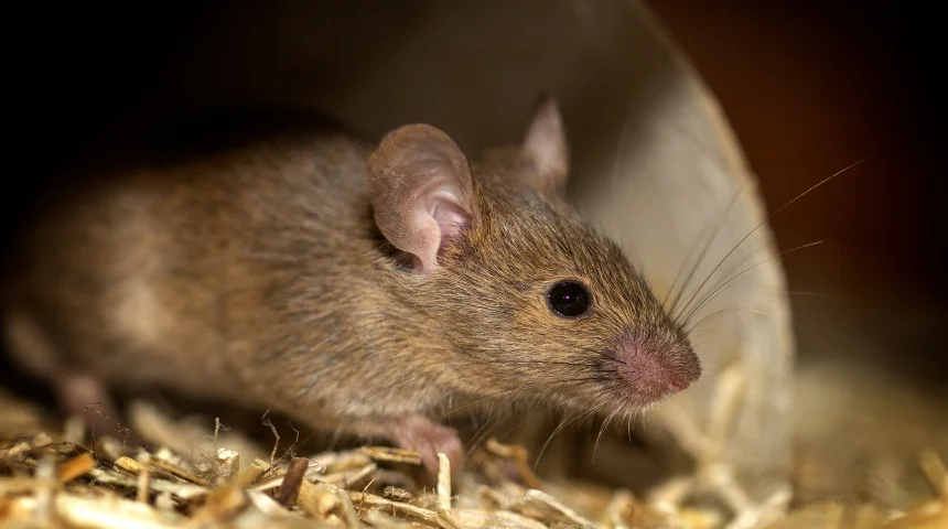 rodent control castle rock