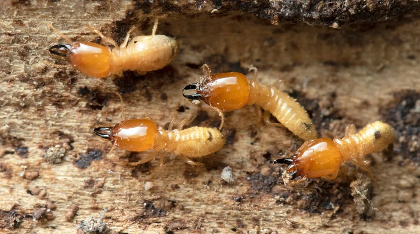 Termite Control Castle Rock